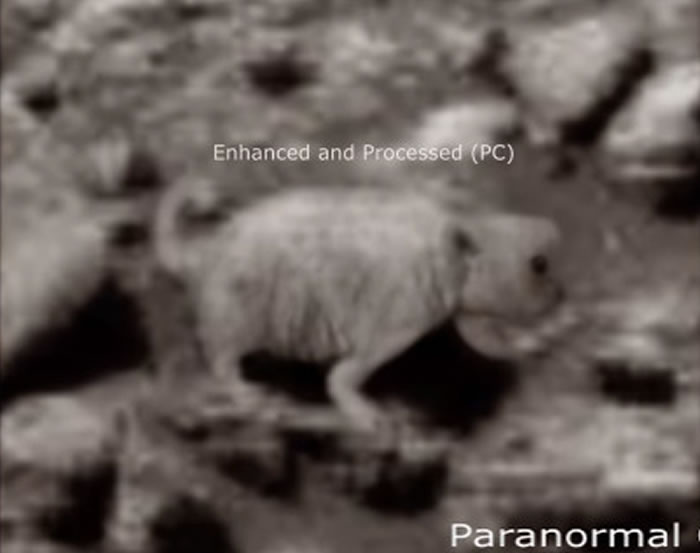 飞碟钻研网站“UFO Daily Sightings”编辑称从火星外表照片中发现疑似北极熊